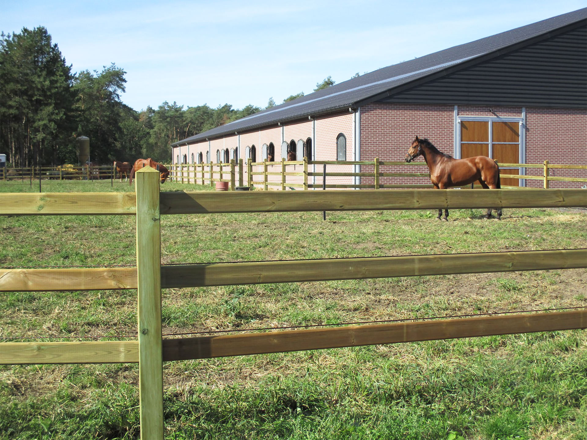 Stal Beerseheide met paard